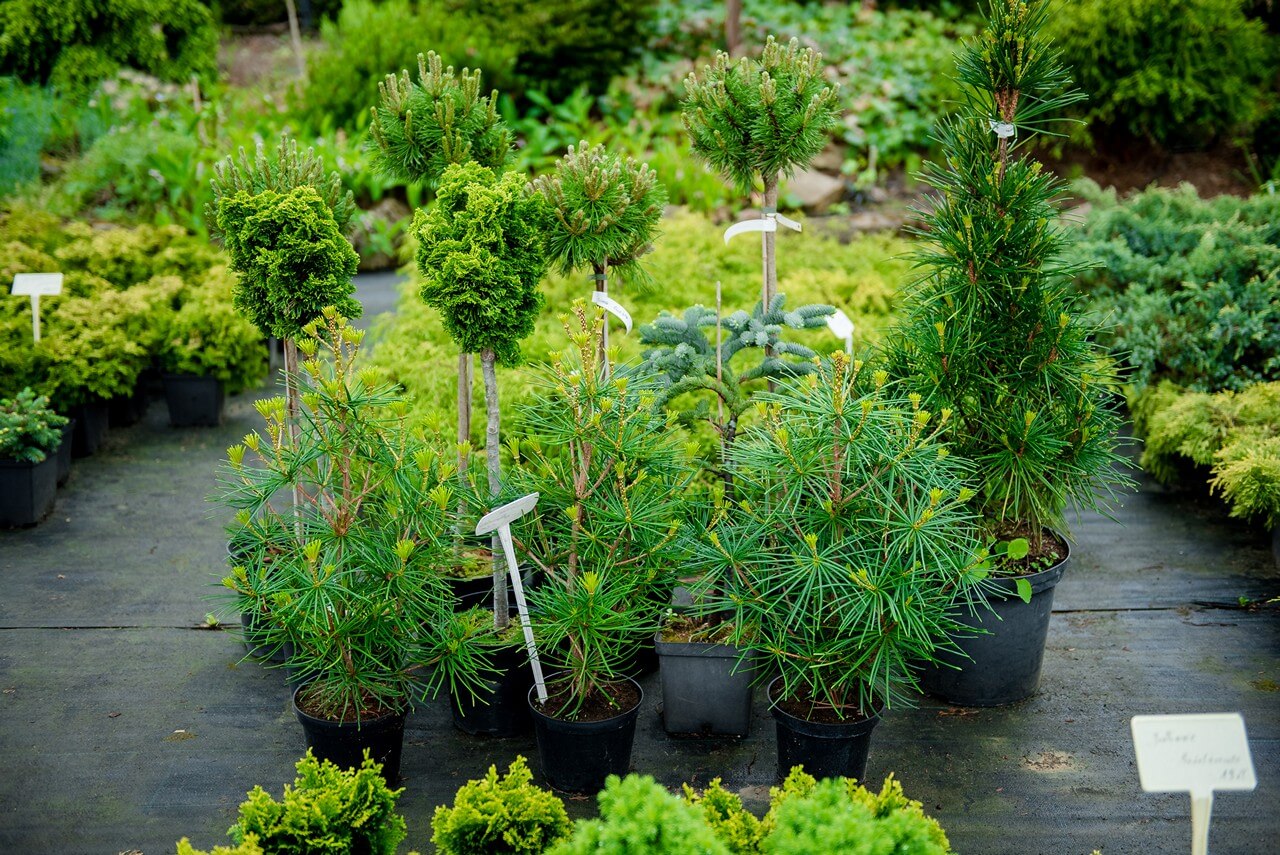 Zdjecie szkółki Begonia